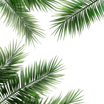 Tropical green palm leaves isolated on a transparent background for fresh and vibrant designs, green tea leaves isolated on transparnt png
