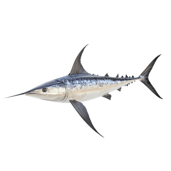 Swordfish on a transparent background highlights its sleek design, ideal for culinary use or marine study, Swordfish Isolated on transparent background png