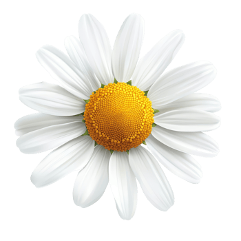 A single chamomile daisy flower with vibrant petals and a golden center on a transparent background, one transparent chamomile daisy flowerfile of isolated object on transparent background png