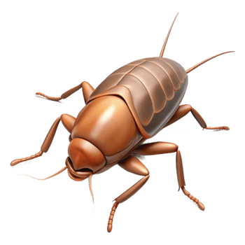 serene rustic Cockroach Scurrying Across Floor Transparent Background high resolution png