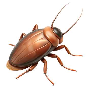 Cockroach Scurrying Across Floor Transparent Background png