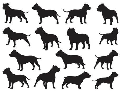 AMERICAN PI BULLDOGS SILHOUETTE WHITE BACKGROUND vector