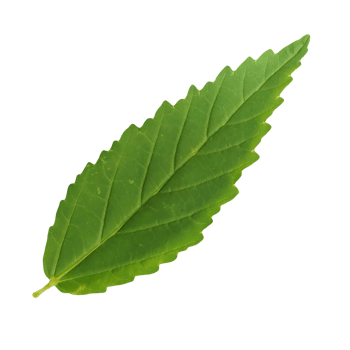 a green leaf isolated on transparent background png