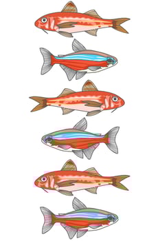 Colorful pattern sea fish. beautiful orange decorated animal life. Anatomy of marine fish vector