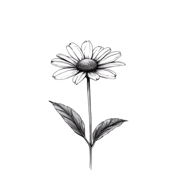 Vintage botanical illustration of a daisy flower in black and white. png