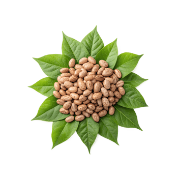 Raw Pinto Beans with Fresh Green Leaves png