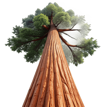 serene creative A Giant Sequoia Tree Reaching Towards the S exclusive png