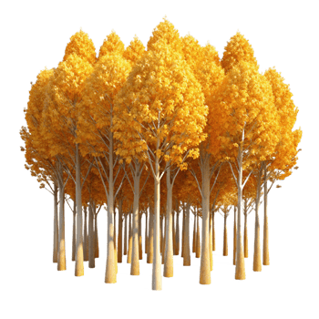wonderful artistic A Grove of Aspen Trees Golden Leaves In high resolution png