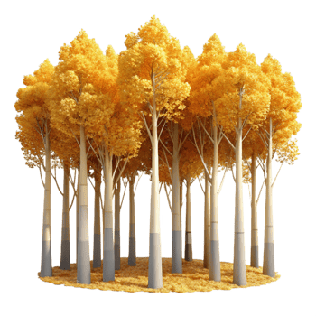 beautiful rustic A Grove of Aspen Trees Golden Leaves In high quality png