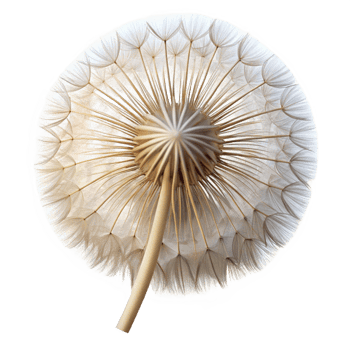 extraordinary vintage A Close Up of a Dandelion Seed Head Deli professional png