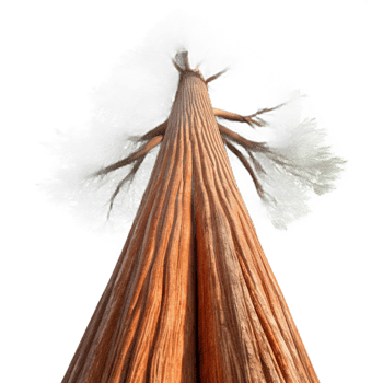 extraordinary abstract A Giant Sequoia Tree Reaching Towards the S detailed png