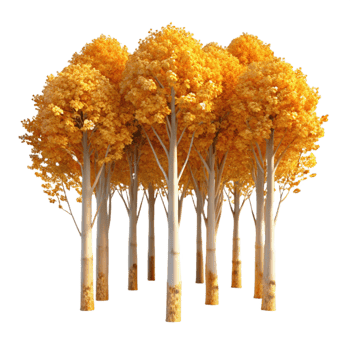 magnificent traditional A Grove of Aspen Trees Golden Leaves In genuine png