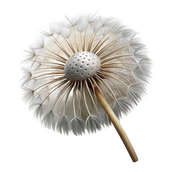 wonderful rustic A Detailed of a Dandelion Se detailed png