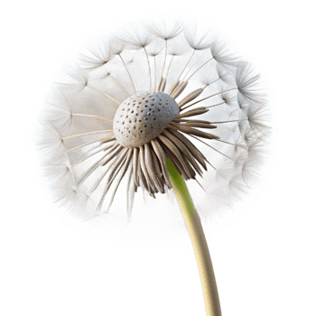 extraordinary classic A Single Dandelion Seed Head Blowing in Th genuine png