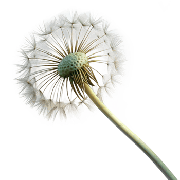 extraordinary minimalist A Single Dandelion Seed Head Blowing in Th exclusive png