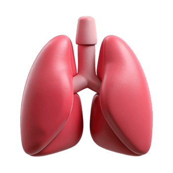 vibrant artistic Healthy Lungs Front View Isolated on Transparent Background png
