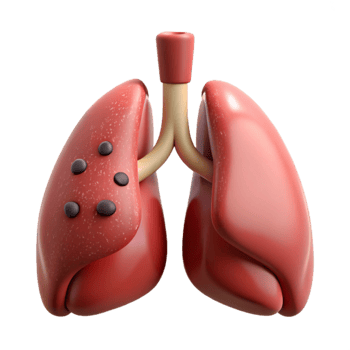 extraordinary rustic Healthy Lungs Front View Isolated on Transparent Background exclusive png