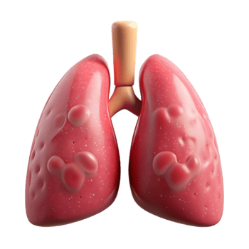 serene contemporary Healthy Lungs Front View Isolated on Transparent Background genuine png