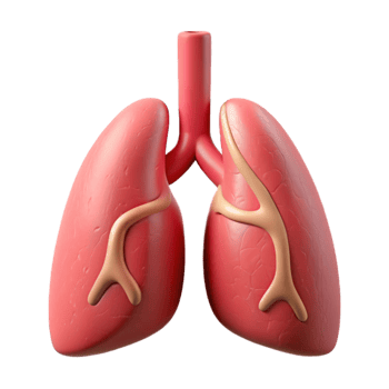 beautiful classic Healthy Lungs Medical Illustration authentic png