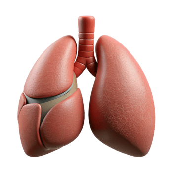wonderful contemporary Healthy Lungs Medical Illustration genuine png