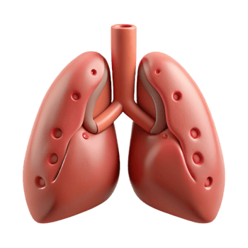 stunning classic Healthy Lungs Medical Illustration professional png