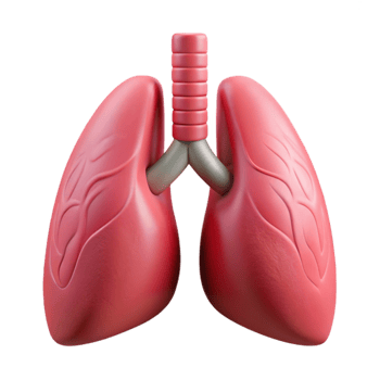 serene contemporary Healthy Lungs Medical Illustration high quality png