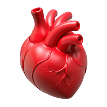 elegant creative Human Heart Anatomical Illustration Red Isolated high quality png