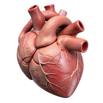 extraordinary rustic Human Heart Anatomical Model Red Transparent Background exclusive png