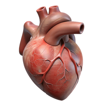 serene rustic Human Heart Anatomy Cutout original png