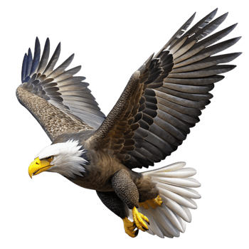 wonderful traditional A Majestic Bald Eagle Soaring Through The premium png