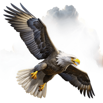 vibrant rustic Majestic Bald Eagle in Flight high resolution png