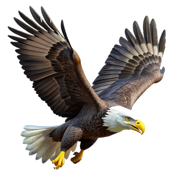 beautiful contemporary A Majestic Bald Eagle Soaring Through The high resolution png