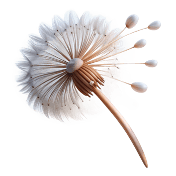 vibrant contemporary A Single Dandelion Seedhead Blowing in T premium png