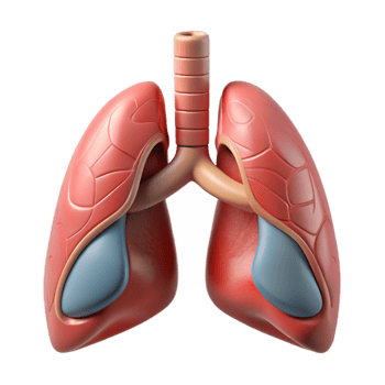 beautiful traditional Lung Diagram Cutout Element premium png