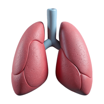 impressive modern Lung Diagram Cutout Element authentic png