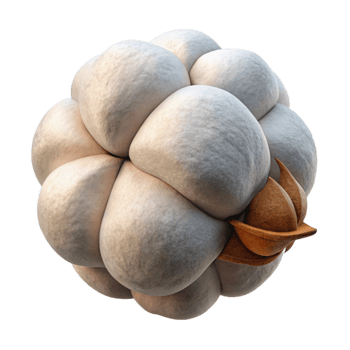 dramatic minimalist Organic Cotton Boll Branch Transparent Background authentic png