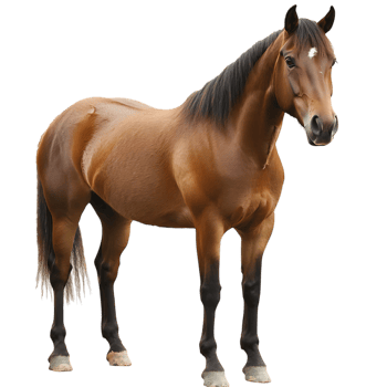 Strong Brown Horse Standing Still Isolated Against a Transparent Background png