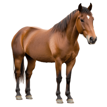 Brown Horse Standing Isolated Against a Transparent Background png