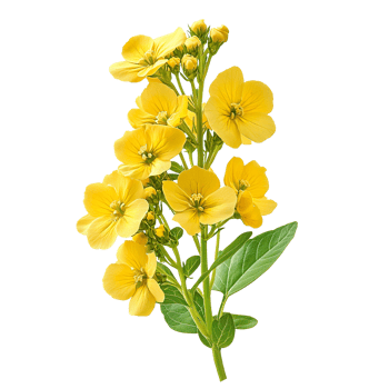 Closeup of mustard flowers isolated on transparent background png