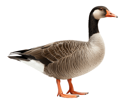 country goose isolated on transparent background png