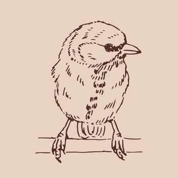 Titmouse. bird. Hand drawn illustration vector