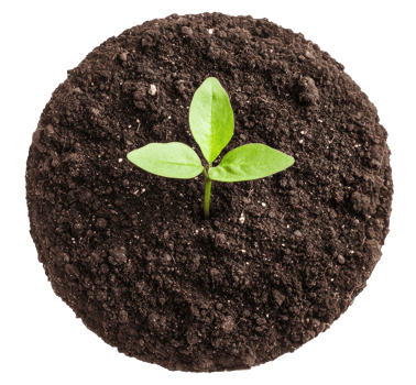 Top View, Sprout in the Ground, Cut Out png