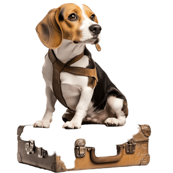 Cute Beagle Dog Smiling Happy Expression Transparent Background png