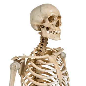 Realistic Human Skeleton Model for Education png