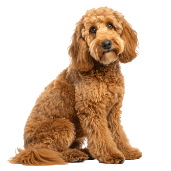 Cute Brown Labradoodle Dog png