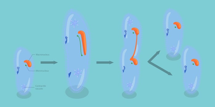 3D Isometric Flat Conceptual Illustration of Asexual Reproduction In Protozoa, Educational Schema vector
