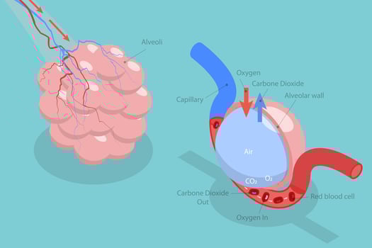 3D Isometric Flat Conceptual Illustration of Alveolus Gas Exchange, Respiratory System vector