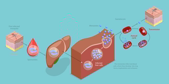 3D Isometric Flat Conceptual Illustration of Life Cycle Of A Malaria Parasite, Spread to Humans by the Bite of an Infected Mosquito vector