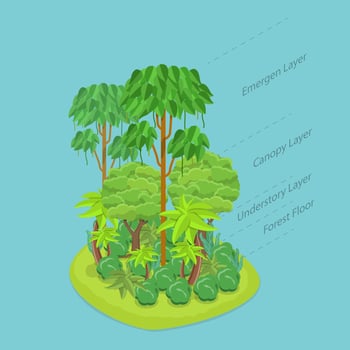 3D Isometric Flat Conceptual Illustration of Rainforest Layers, Dense Tropical Jungle vector