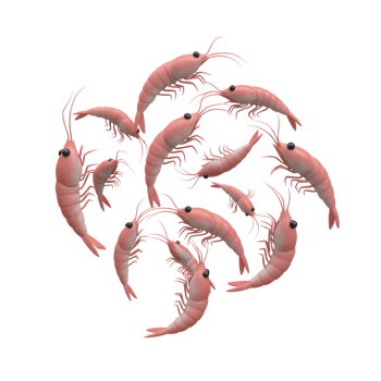 Shrimp Group Floating on White Background Seafood Illustration Food Design png